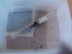 Mes colonies ( LeeB059) ., Le 30 Aout 2011 008.JPG