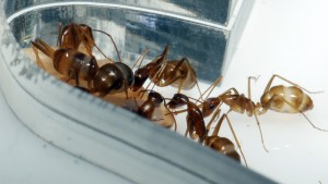 [Blog] Camponotus cf. pseudoirritans, P1020218.JPG