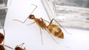 [Blog] Camponotus cf. pseudoirritans, P1020225.JPG