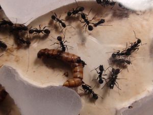 le déjeuné, [Blog] Les débuts de colonies de myrmica 90