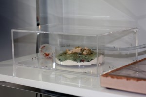 Boite en plexiglas pour ADC ou nid, IMG_1182.JPG