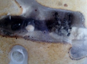 La petite fondation., Mes colonies ( LeeB059) .