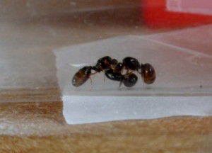 Mes colonies ( LeeB059) ., Pheidole pallidula 009.JPG