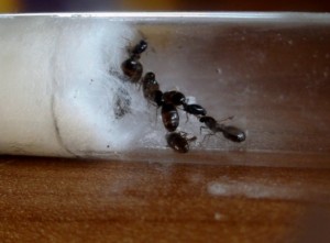 Mes colonies ( LeeB059) ., Pheidole pallidula 010.JPG