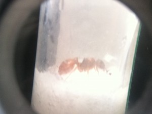 gyne rouge noir, [Myrmica] Gyne