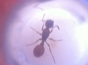 gyne, [Myrmica] Gyne