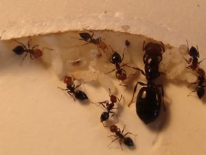 vue de plus pres, [Blog] Les débuts de colonies de myrmica 90