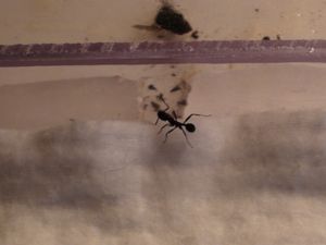 la fuiarde, [Blog] Les débuts de colonies de myrmica 90
