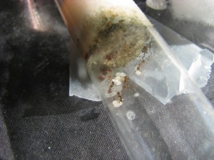 Identifications diverses, IMG_1716.JPG