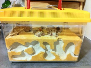 Et un nid de plus..., NidMessorB2.jpg