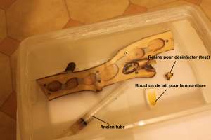 [Blog] Les Camponotus vagus de lyn666, Fondation 2.png