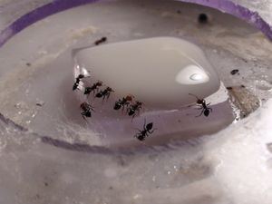 Une jolie photo, [Blog] Les débuts de colonies de myrmica 90