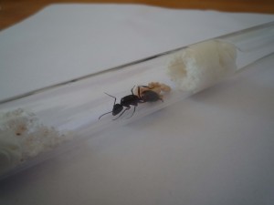 [Blog] Camponotus cruentatus - un blog de LEST, début.jpg