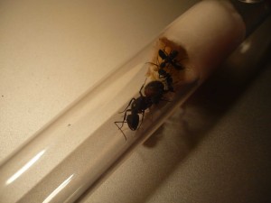 [Blog] Camponotus cruentatus - un blog de LEST, P1120798b.jpg