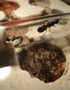 [Blog] Camponotus cruentatus - un blog de LEST, 825.jpg