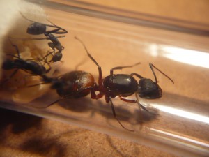 [Blog] Camponotus cruentatus - un blog de LEST, P1120810b.jpg