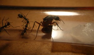 [Blog] Camponotus cruentatus - un blog de LEST, P1120817b.jpg
