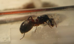 [Blog] Camponotus cruentatus - un blog de LEST, P1120828b.jpg