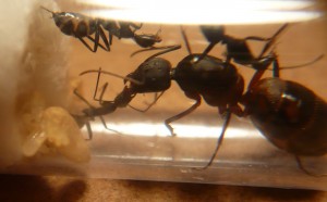 [Blog] Camponotus cruentatus - un blog de LEST, P1120845b.jpg