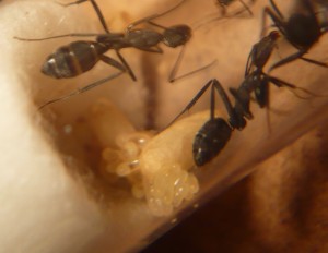 [Blog] Camponotus cruentatus - un blog de LEST, P1120834b.jpg