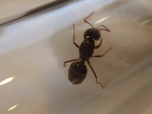[Chtonolasius et ouvrière Formica] Demande d'identifications : gynes ?, foncée2a.jpg