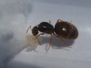 [Lasius] Mes 4 fourmis, 2011-08-26 - Fourmi B (2).JPG