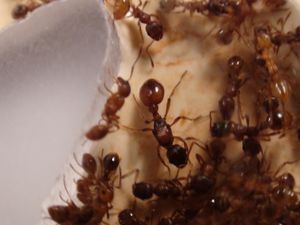 une des 4 reines, [Blog] Les débuts de colonies de myrmica 90