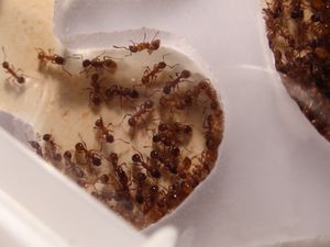 la petite salle prés de la principale, [Blog] Les débuts de colonies de myrmica 90