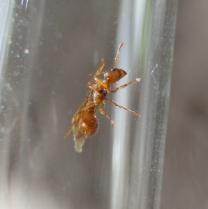 [Myrmica] Confirmation d'une Myrmica ?, Myrmica rubra 1.JPG