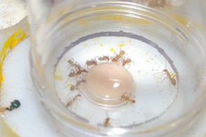 [Blog] Camponotus festinatus, 13.JPG