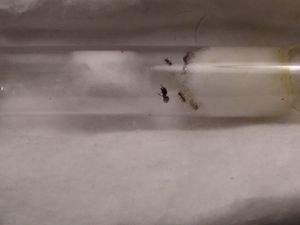 le tube avec un major visible, [Blog] Les débuts de colonies de myrmica 90