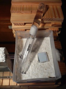 [Blog] Camponotus cruentatus - un blog de LEST, 1.jpg