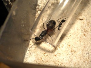 [Blog] Camponotus cruentatus - un blog de LEST, P1120860b.jpg