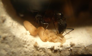 [Blog] Camponotus cruentatus - un blog de LEST, P1120876b.jpg