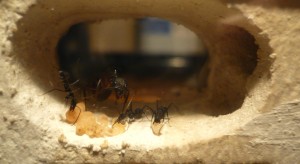 [Blog] Camponotus cruentatus - un blog de LEST, P1120877.jpg