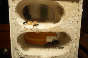 [Blog] Camponotus cruentatus - un blog de LEST, P1120889.jpg