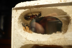 [Blog] Camponotus cruentatus - un blog de LEST, P1120897.jpg