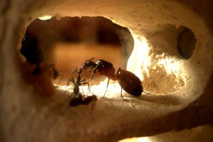[Blog] Camponotus cruentatus - un blog de LEST, P1120913b.jpg