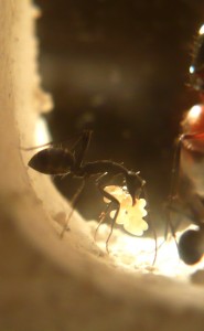 [Blog] Camponotus cruentatus - un blog de LEST, P1120926b.jpg