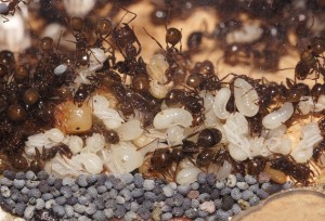 Mes colonies (funkyben), DSC04297.JPG