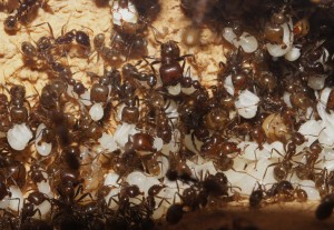 Mes colonies (funkyben), DSC04315.JPG