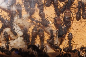 Les Camponotus de funkyben, DSC04317.JPG