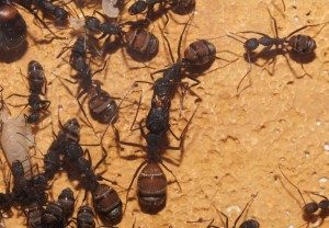 Les Camponotus de funkyben, DSC04296.JPG