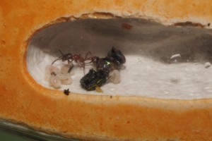 Mes colonies (funkyben), DSC04324.JPG