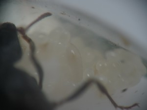 Larves P. rugosus., [BLOG] Pogonomyrmex rugosus (Mexique)