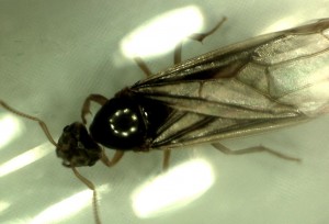 [Lasius] Gyne 9 mm et essaimage massif, Gyne1.jpg