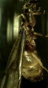 [Lasius] Gyne 9 mm et essaimage massif, Sans titre.jpg