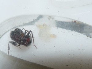 Larves P. rugosus, [BLOG] Pogonomyrmex rugosus (Mexique)