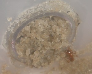 [Blog] Manica rubida de Boubou, 1137.jpg