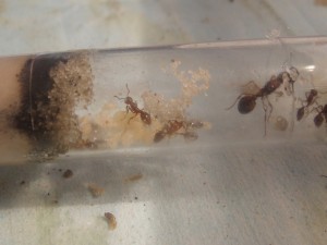 [Blog] Manica rubida de Boubou, 1228.jpg